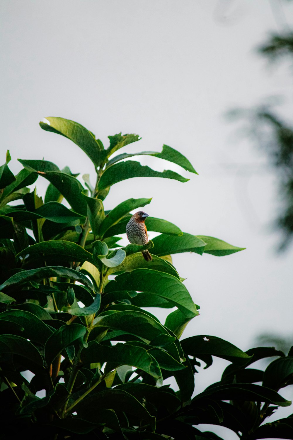 a small bird perched on top of a green leafy tree