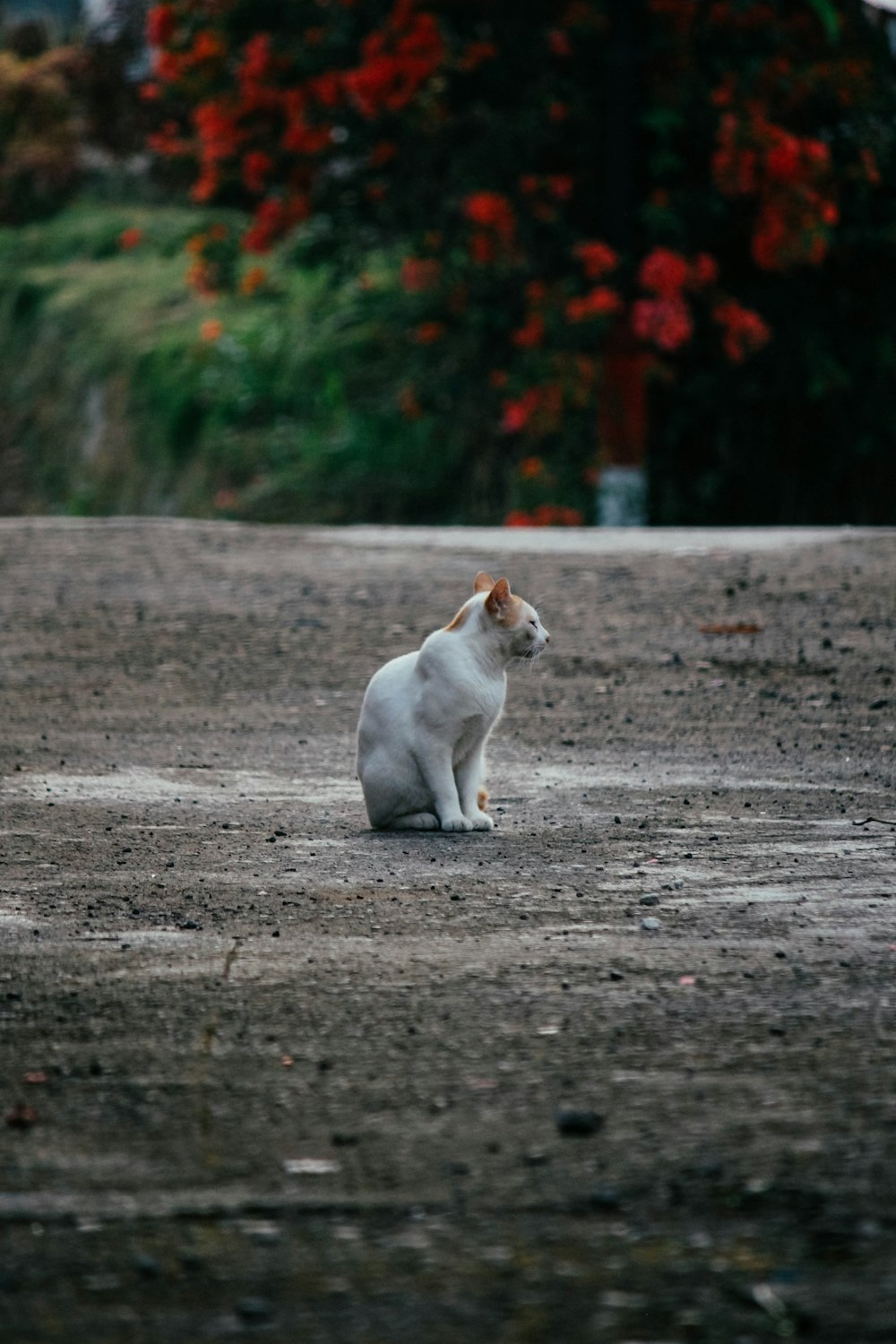 a white cat sitting on top of a dirt field