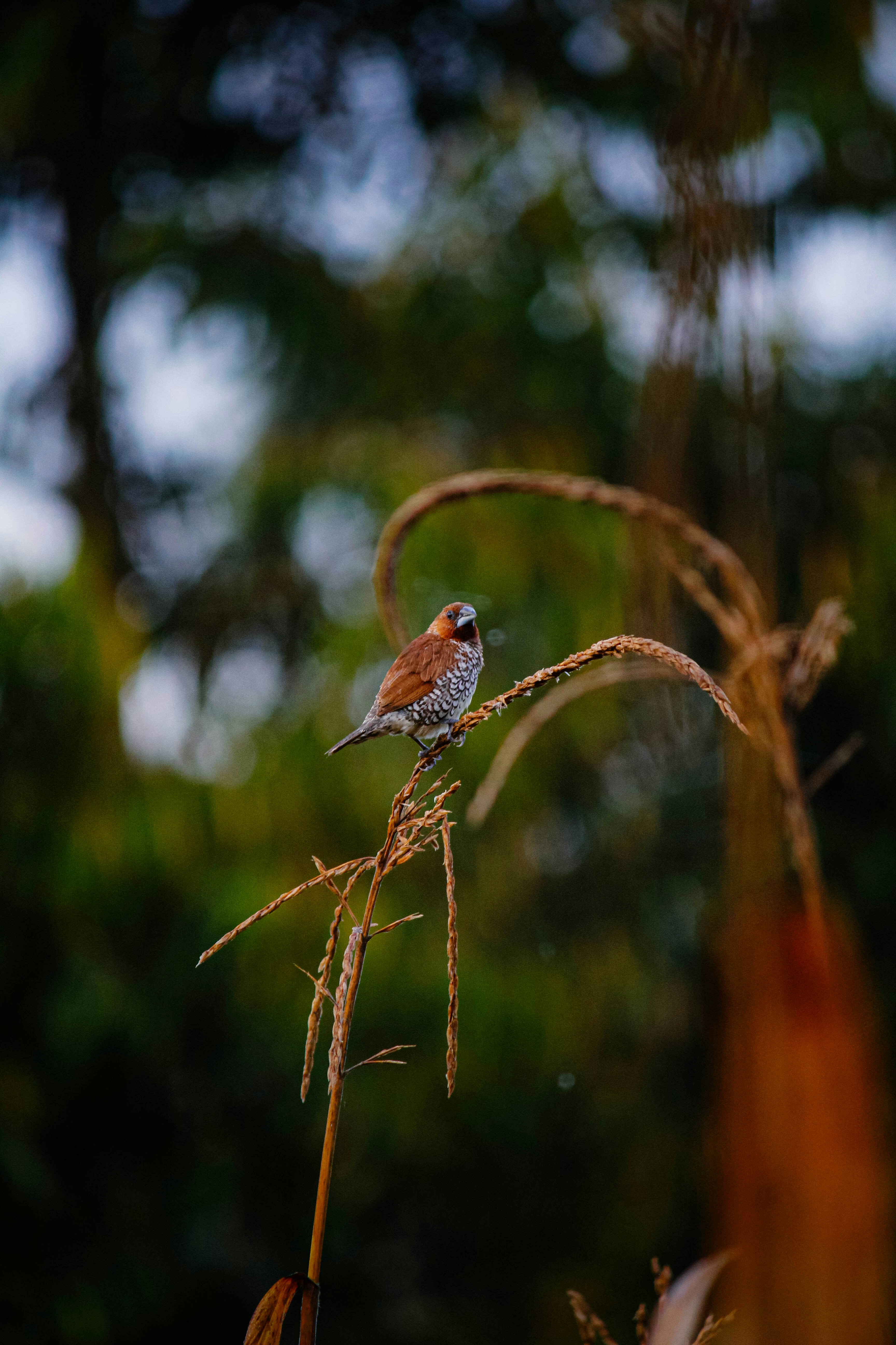 a small bird sitting on top of a dry grass plant