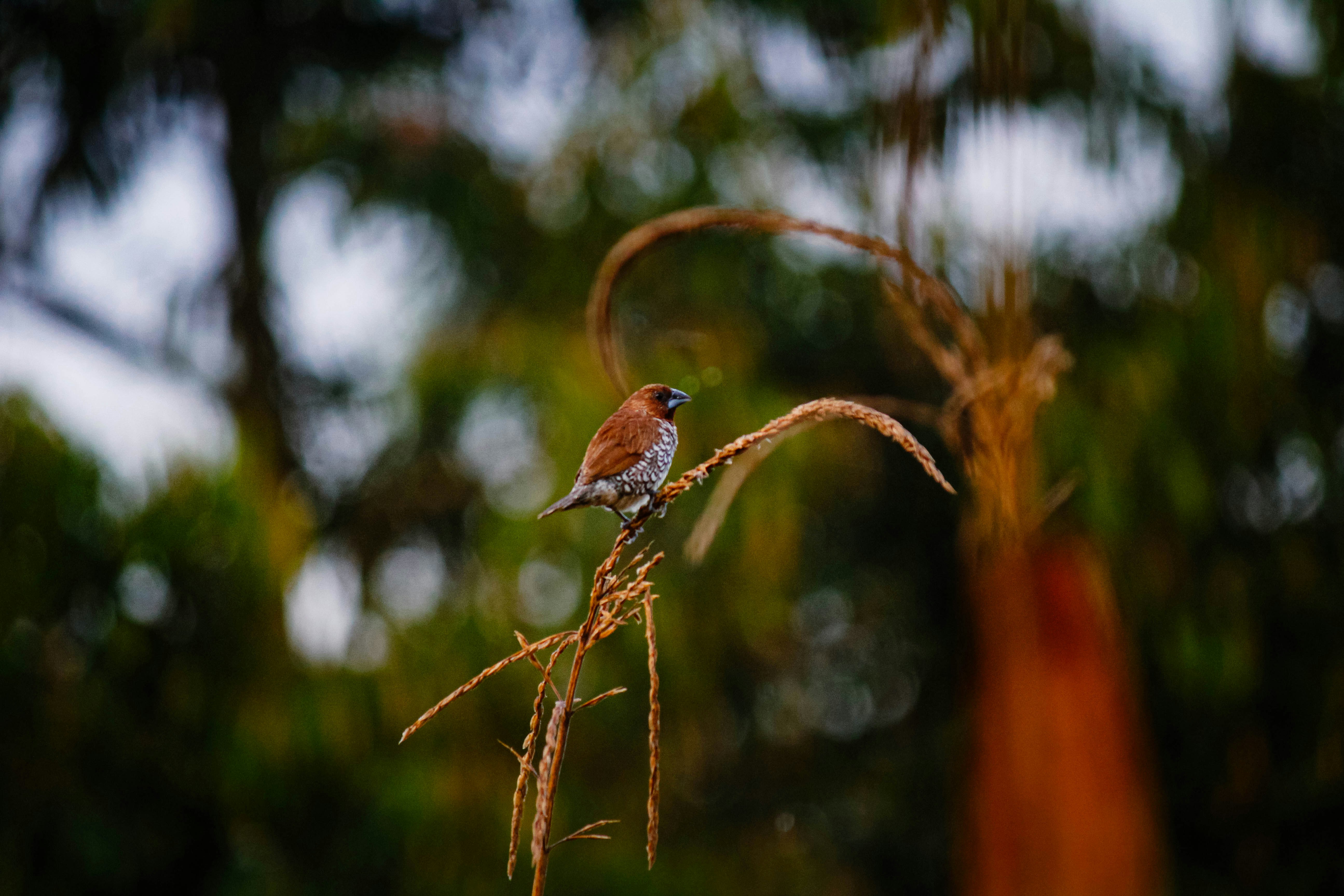 Un pequeño pájaro encaramado en la cima de una planta de hierba seca
