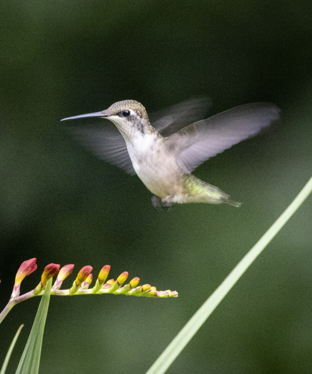 a hummingbird is flying near a flower