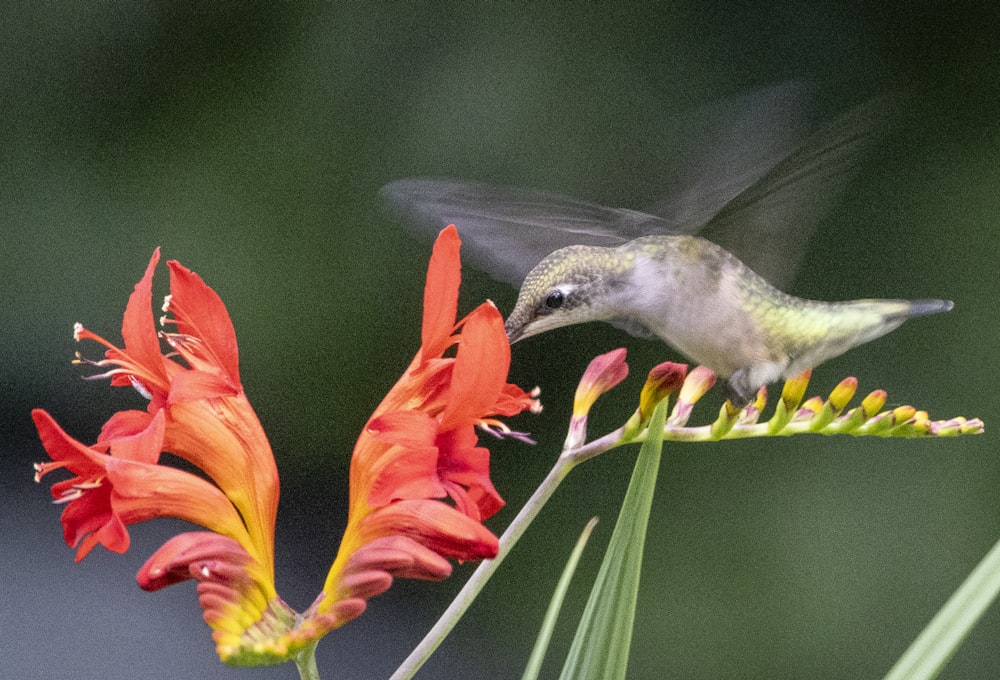 a hummingbird hovering over a red flower