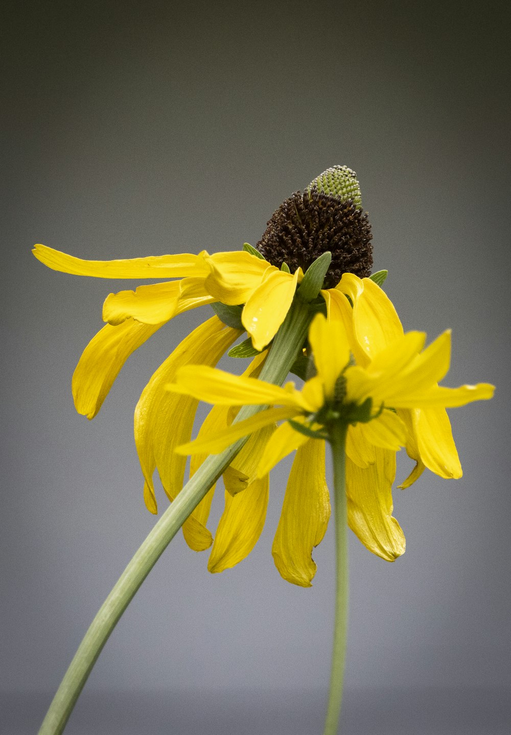 a close up of a yellow flower with a gray background