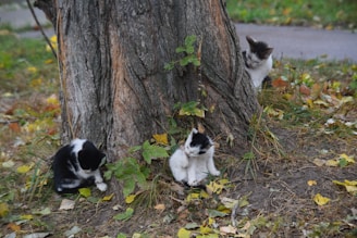 Three kittens are gathered around the base of a large tree trunk. The ground is covered in leaves, and the background shows more greenery and a path. The kittens are black and white, each displaying a unique fur pattern, and they seem curious and playful.