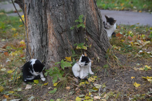 A trio of kitties, bunnies, and squirrels gathered together under a tree.