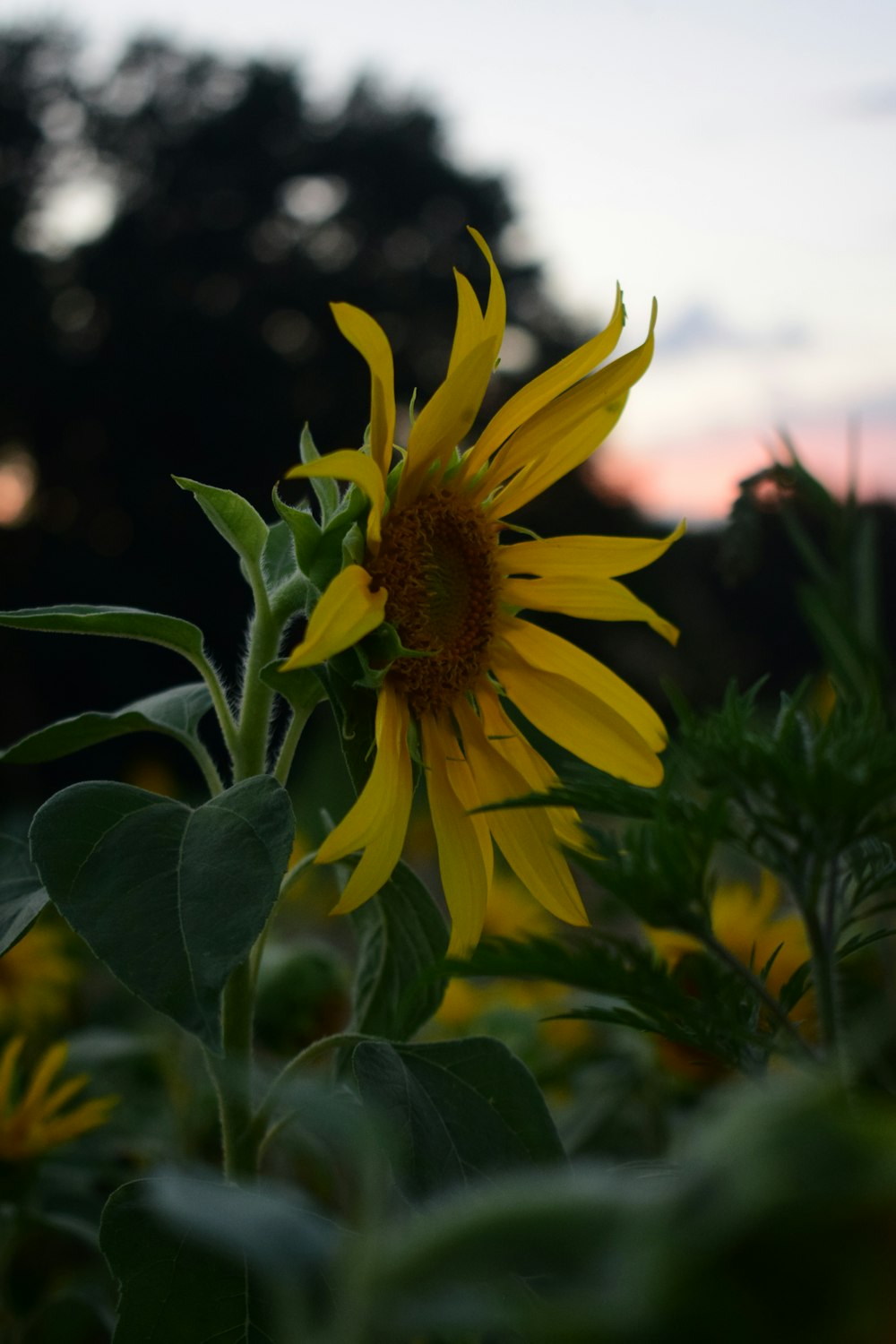 a sunflower in a field with trees in the background