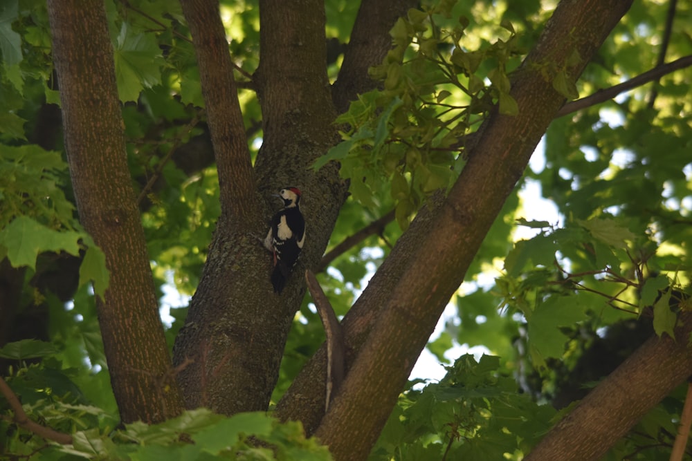 Un oiseau noir et blanc assis dans un arbre