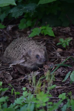 A gentle hedgehog nestled in soft leaves at Nash Haven rescue center.