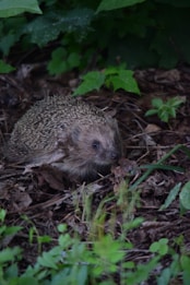 A hedgehog is nestled among dry leaves and twigs, surrounded by various shades of green plants and foliage. The setting appears to be a natural habitat or garden, with the hedgehog blending into its earthy surroundings.