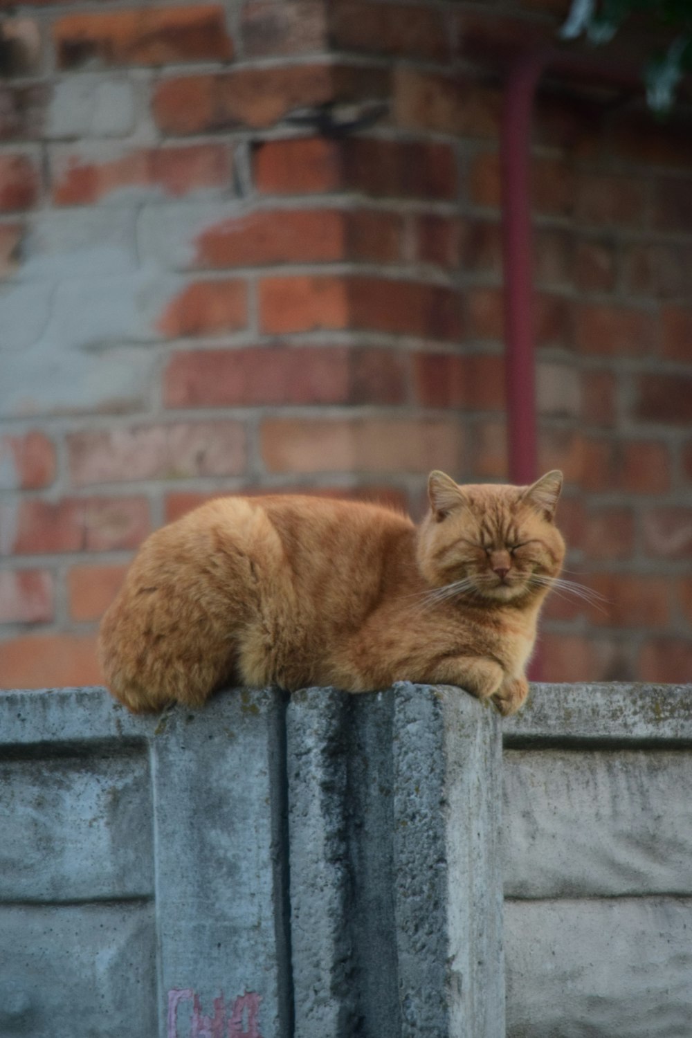 um gato laranja sentado em cima de uma parede de cimento