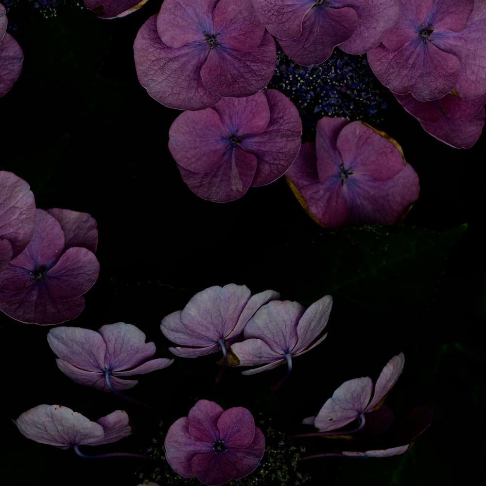 um grupo de flores roxas flutuando em cima da água
