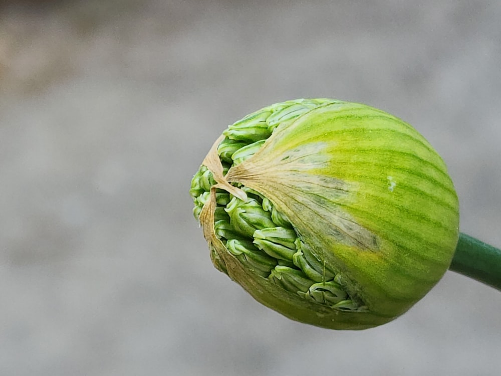 a close up of a flower bud on a plant