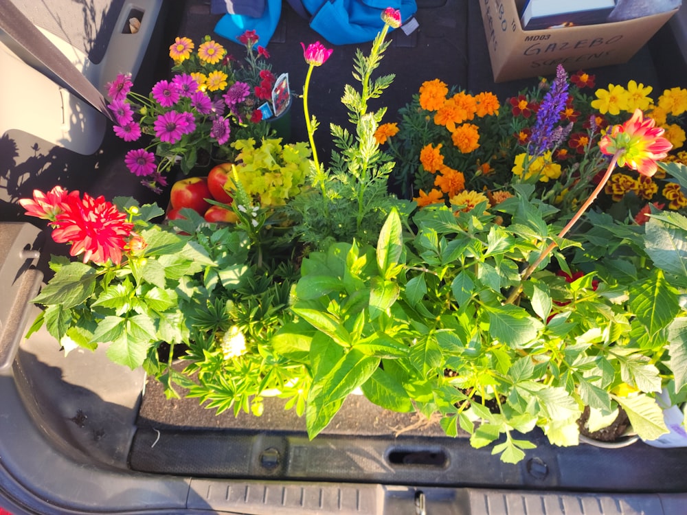 a bunch of flowers that are in a trunk
