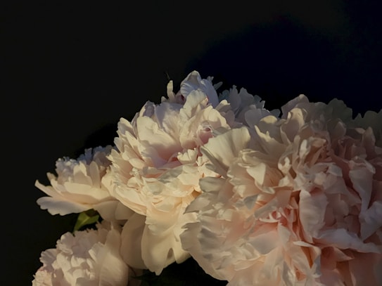 Soft, pastel-colored peonies with delicate petals set against a dark background, highlighting their intricate texture and elegance.