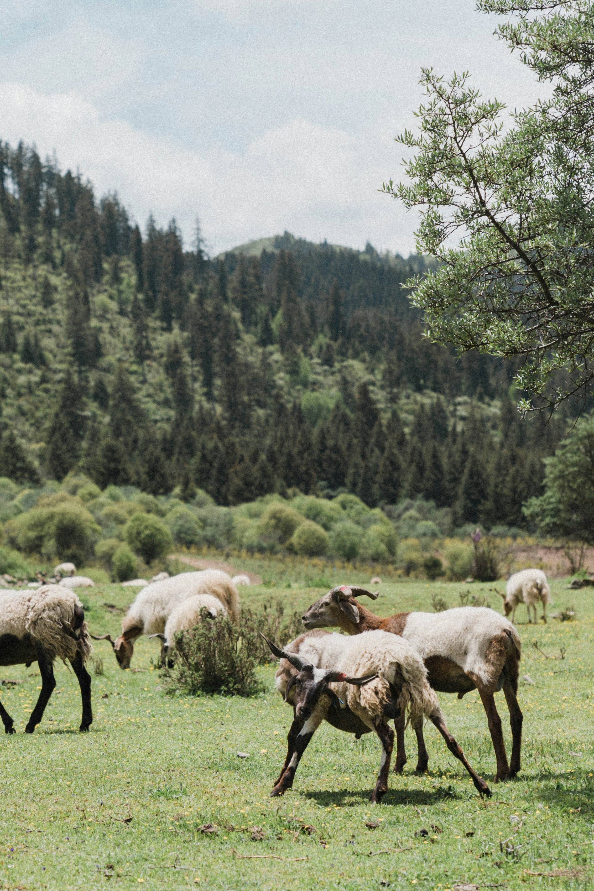 a herd of sheep grazing on a lush green field
