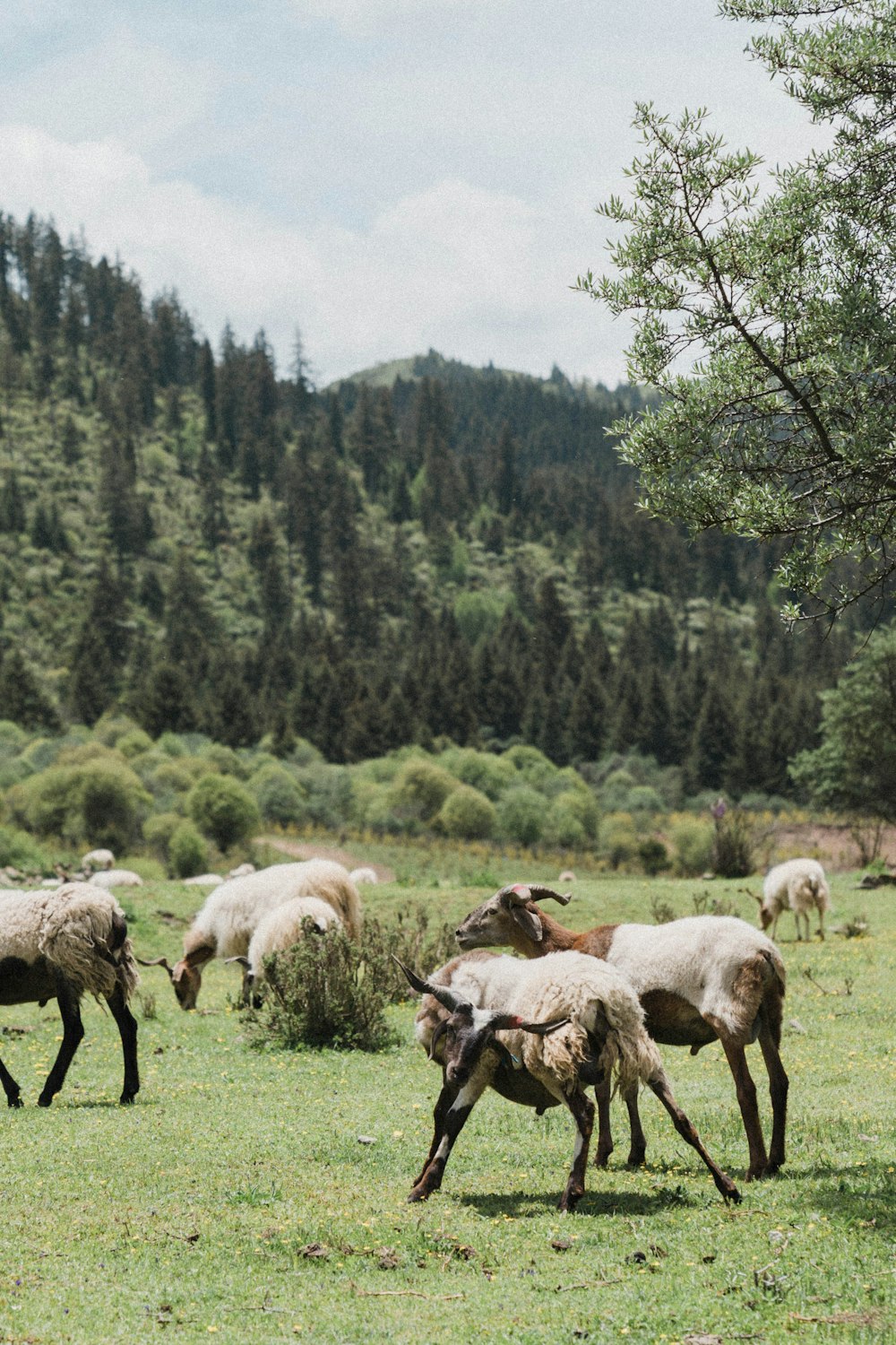 a herd of sheep grazing on a lush green field