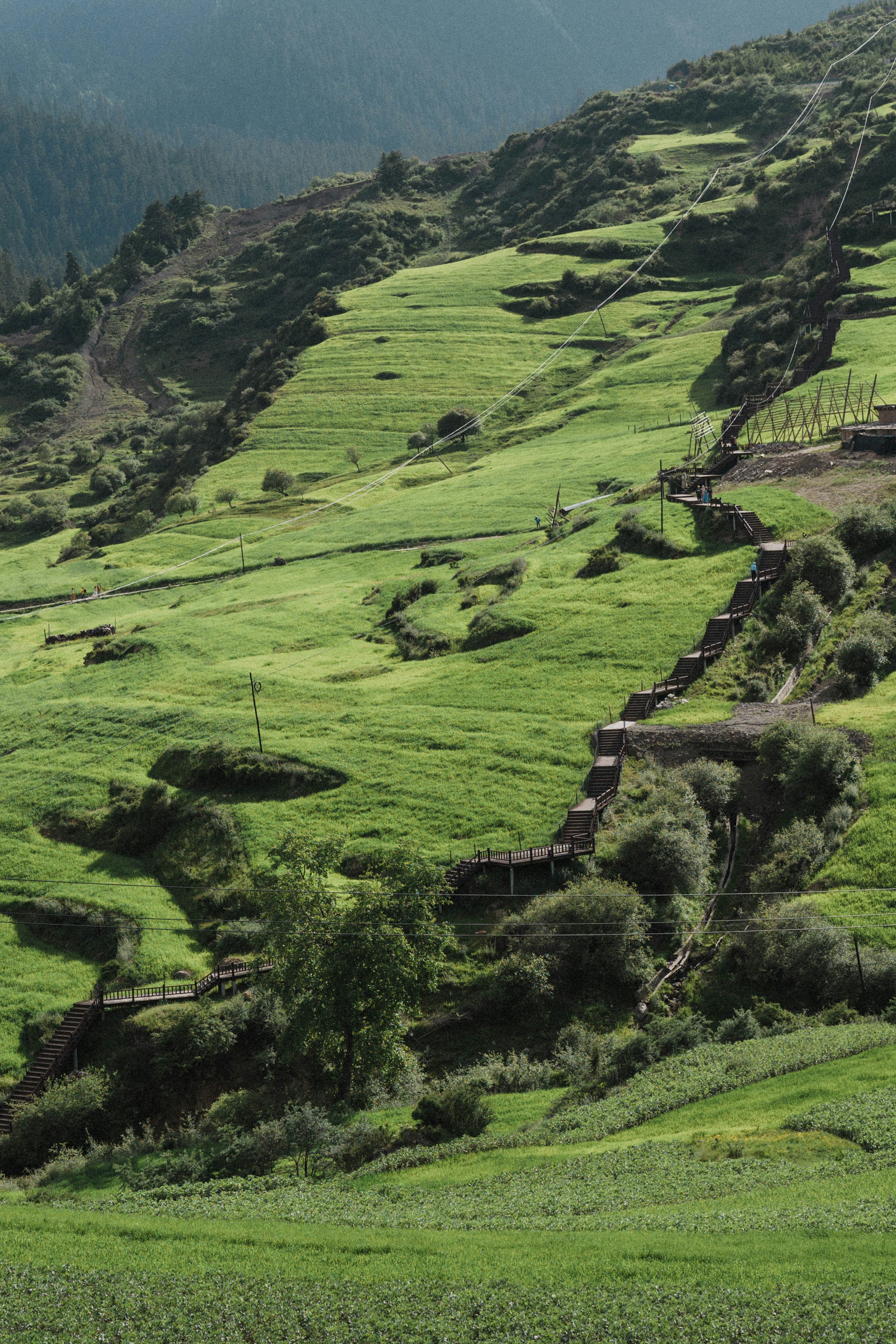 a lush green hillside covered in lots of trees