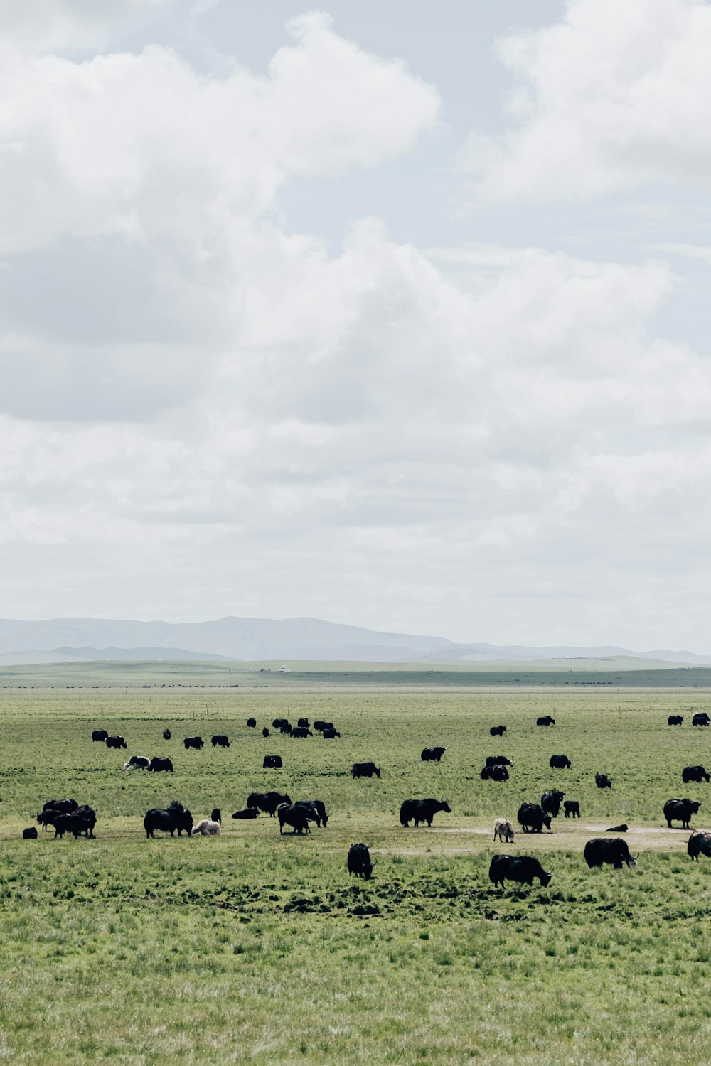 a herd of cattle grazing on a lush green field