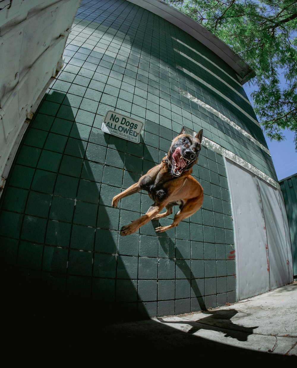 a dog jumping up into the air to catch a frisbee