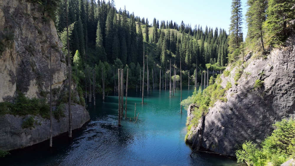 a body of water surrounded by a forest