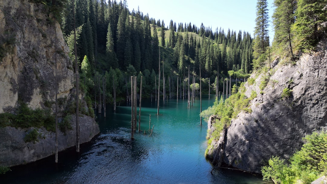 a body of water surrounded by a forest,