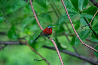 A close-up of a vibrant bird perched on a branch in a dense forest.