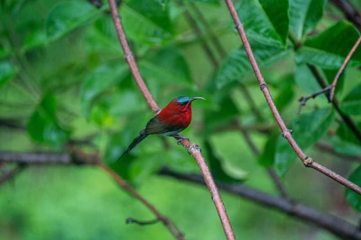 A close-up of a vibrant bird perched on a branch in a dense forest.