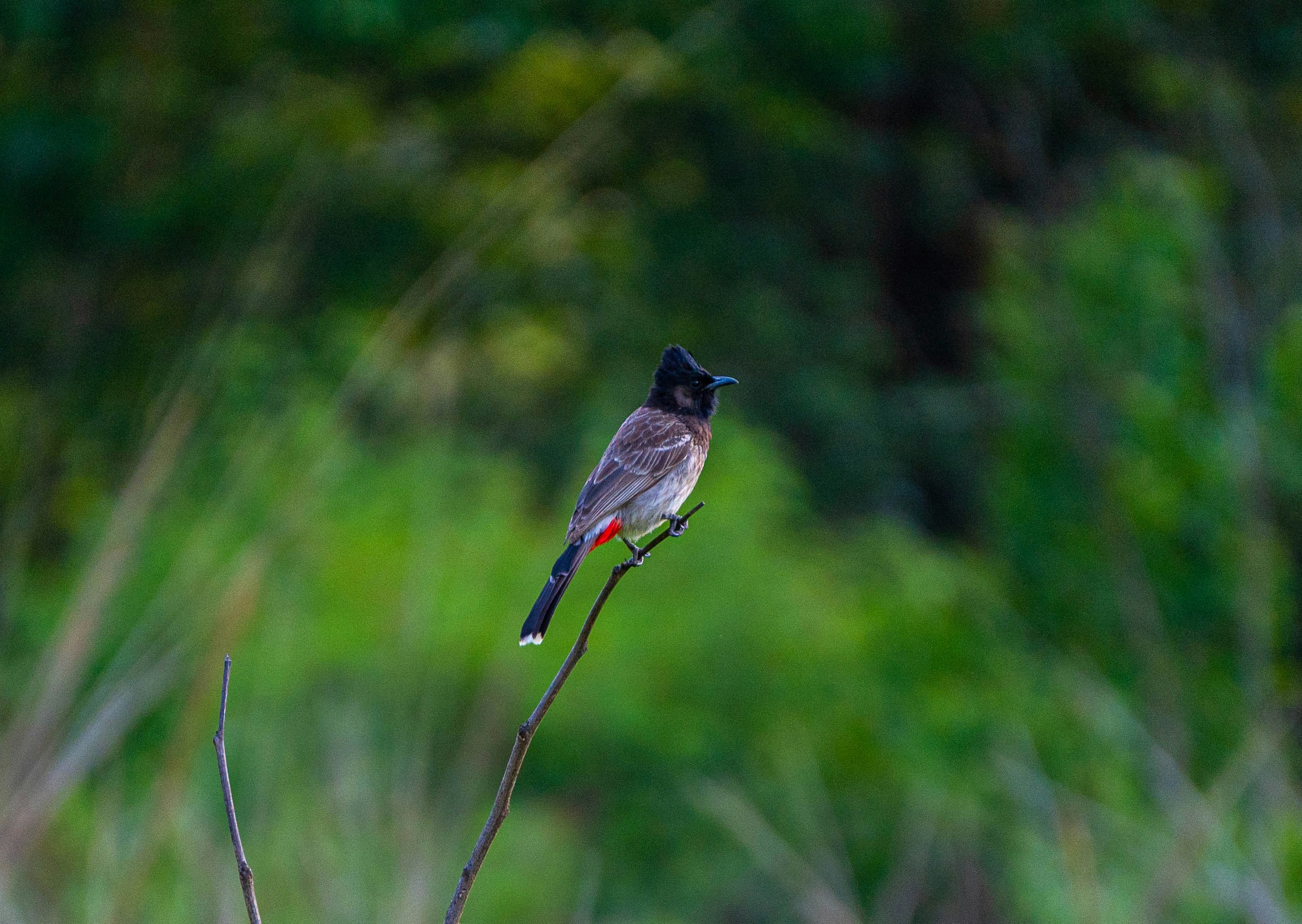 Photo by roadsidepagal