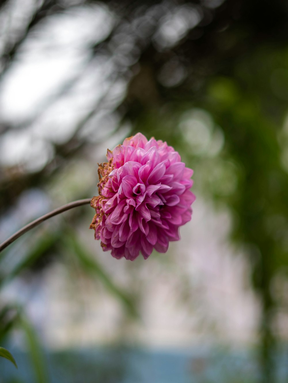 a pink flower with a blurry background