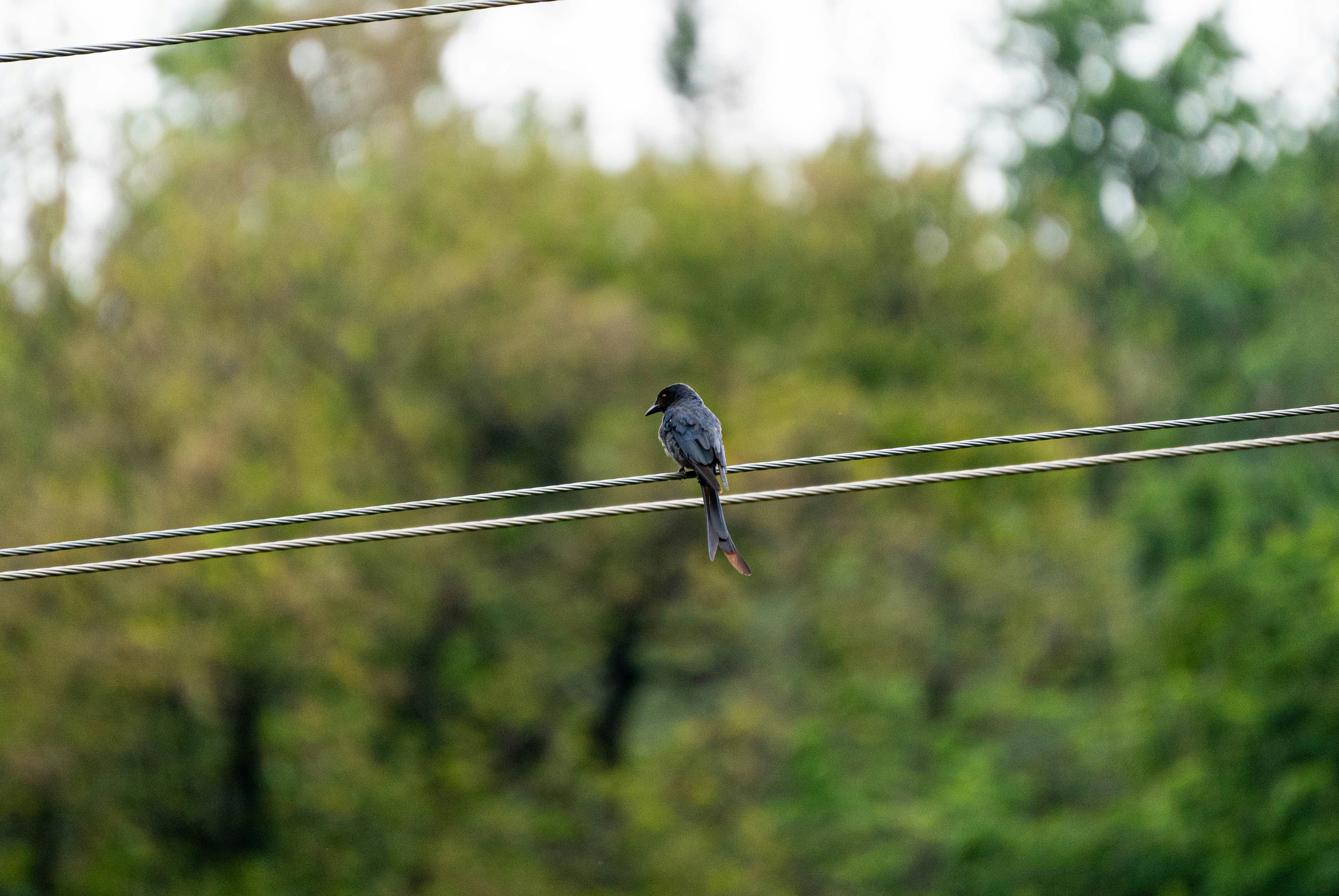 Photo by roadsidepagal