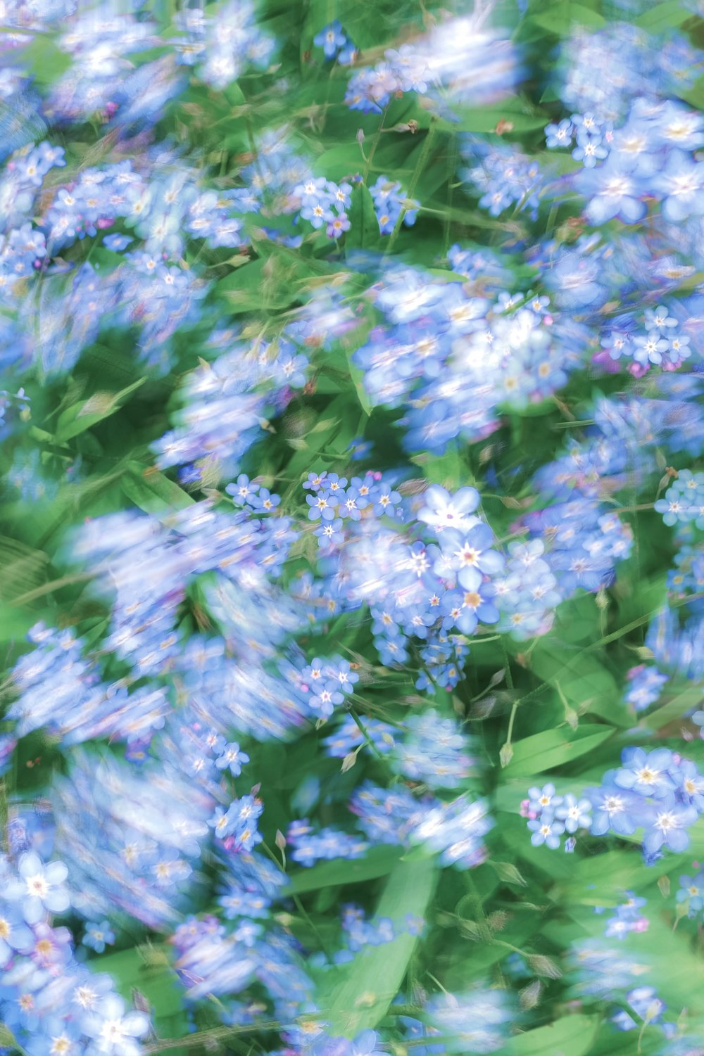 a bunch of blue flowers that are in the grass