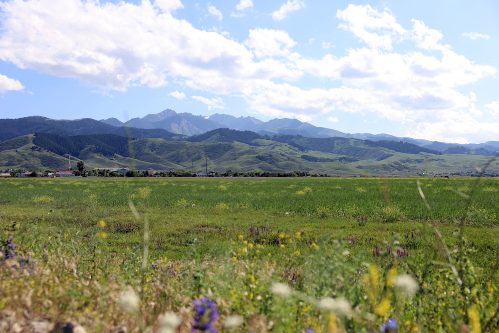 a grassy field with mountains in the background