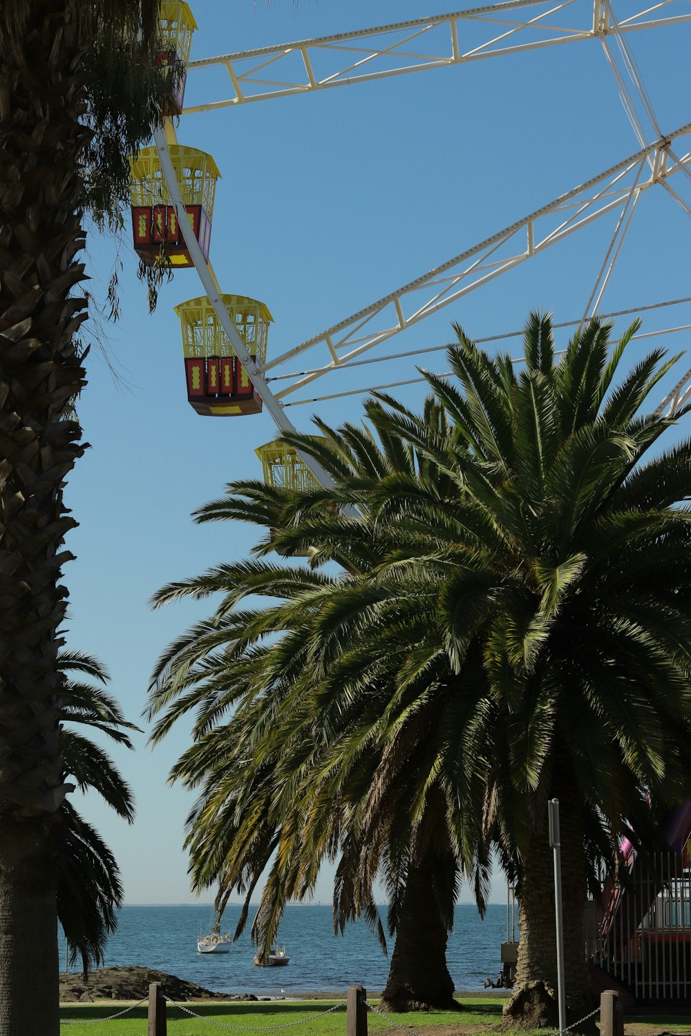 una ruota panoramica seduta accanto a una palma