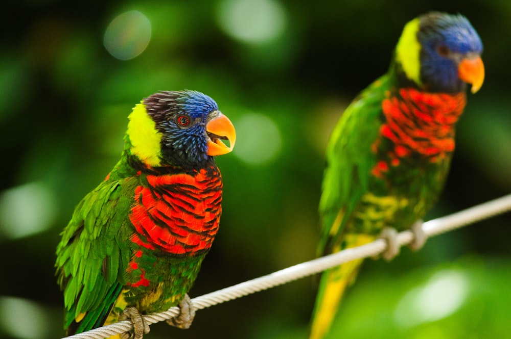 two colorful birds sitting on a wire together
