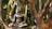 A bronze Buddha statue is sitting in a meditative pose among the branches of a tree. The background is filled with lush green foliage, and the sunlight creates a warm and peaceful atmosphere.