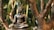 A bronze Buddha statue is sitting in a meditative pose among the branches of a tree. The background is filled with lush green foliage, and the sunlight creates a warm and peaceful atmosphere.