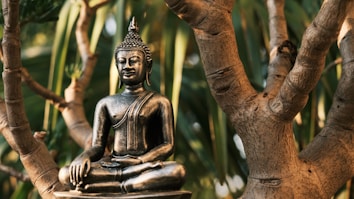 A bronze Buddha statue is sitting in a meditative pose among the branches of a tree. The background is filled with lush green foliage, and the sunlight creates a warm and peaceful atmosphere.