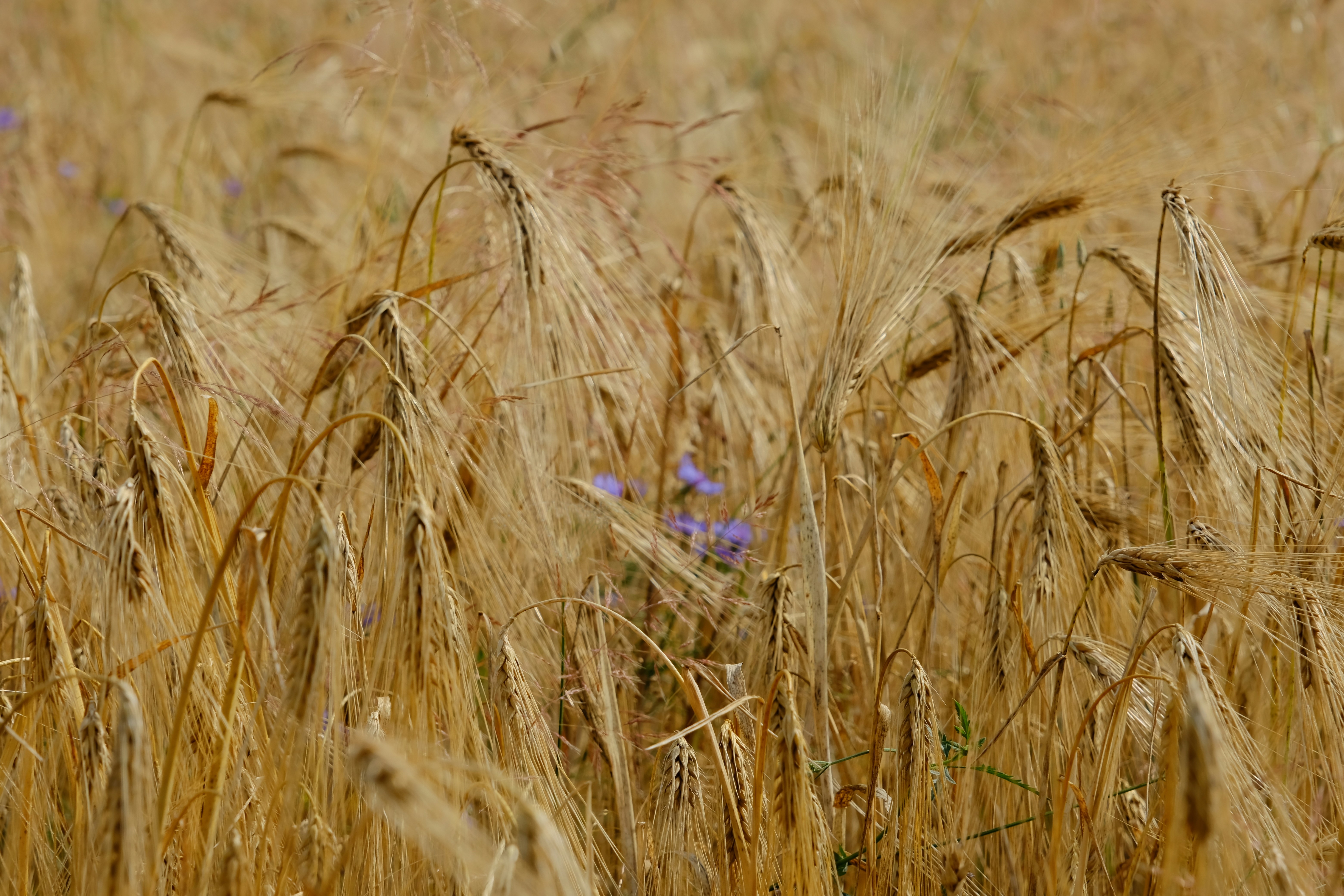 Nahaufnahme eines Weizenfeldes mit blauen Blumen