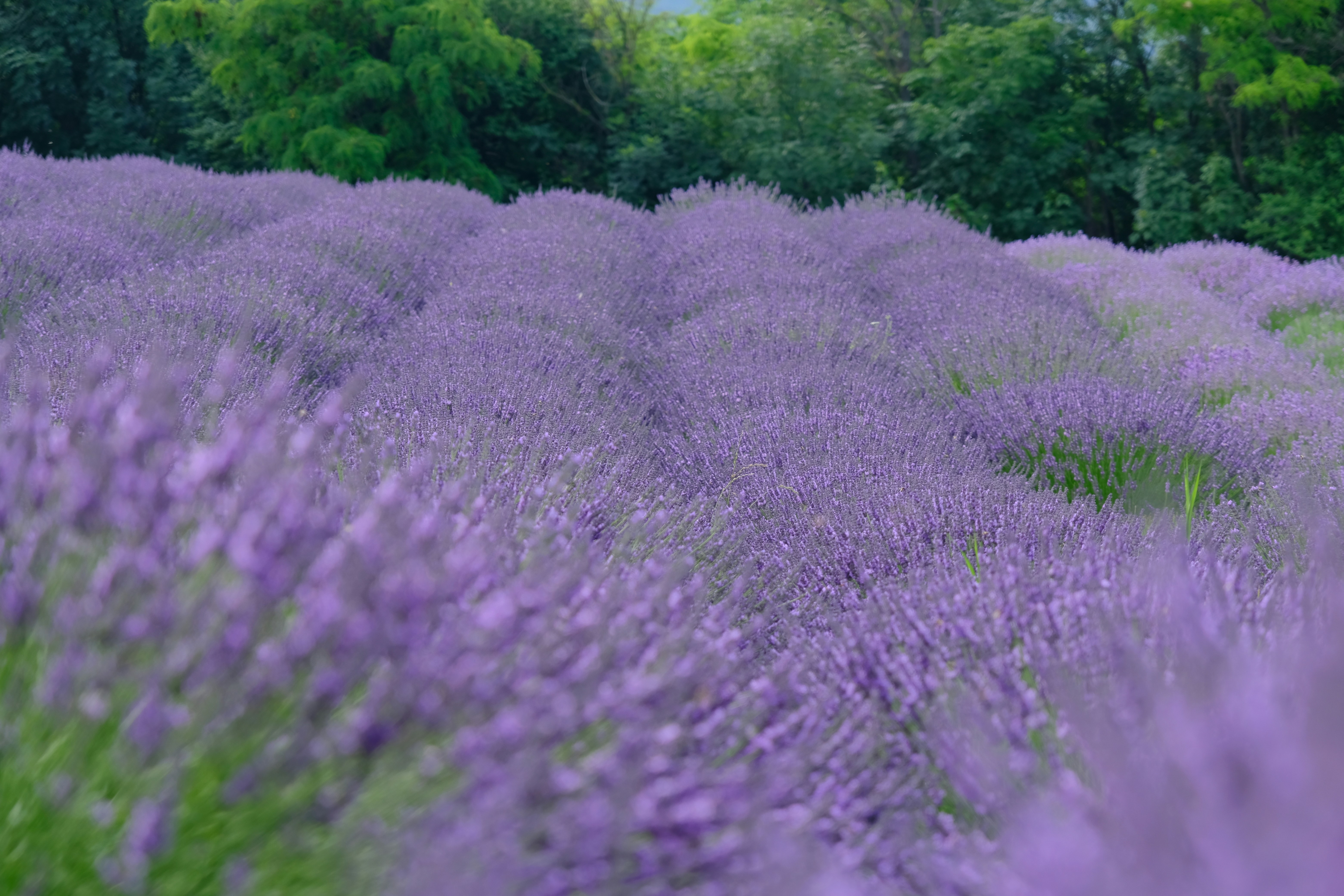 Um campo de flores de lavanda com árvores no fundo foto – Imagem grátis  sobre Papel de parede na Unsplash, image size:3000x2000
