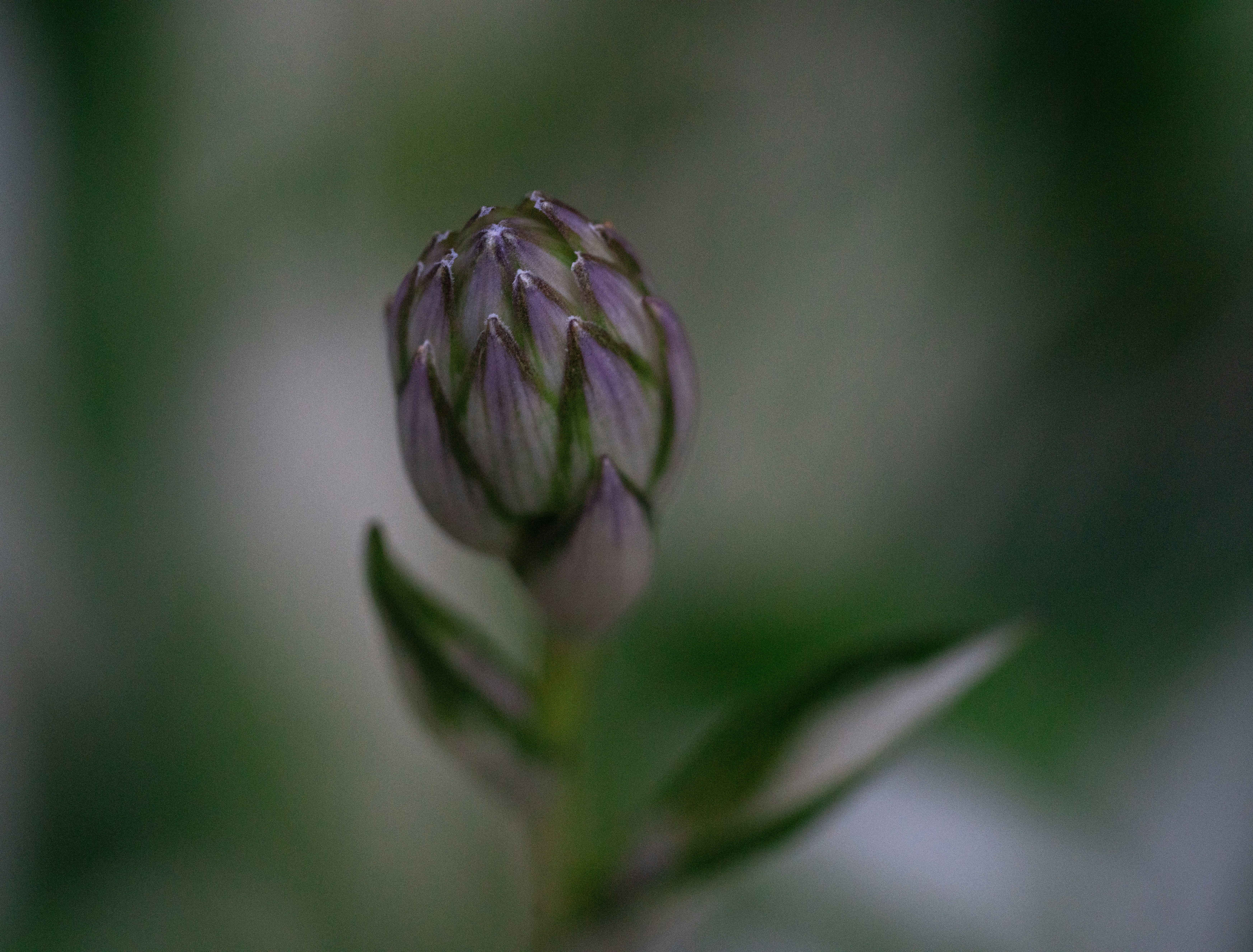 Photo by sreyaskv