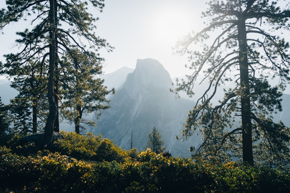 the sun shines through the trees in front of a mountain