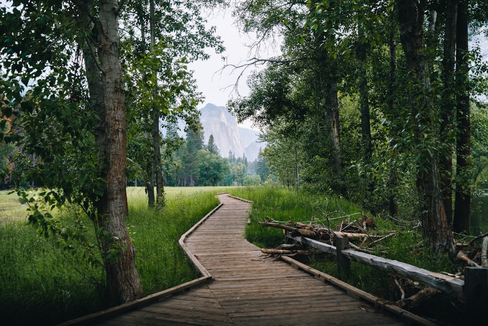 a wooden path through a lush green forest