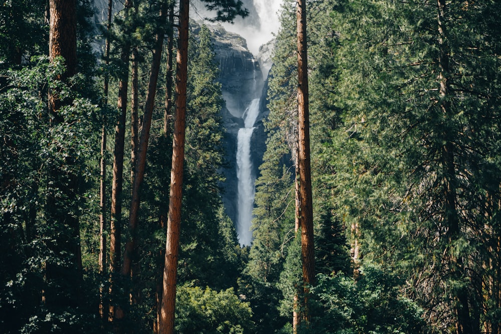 Un grupo de árboles altos con una cascada al fondo