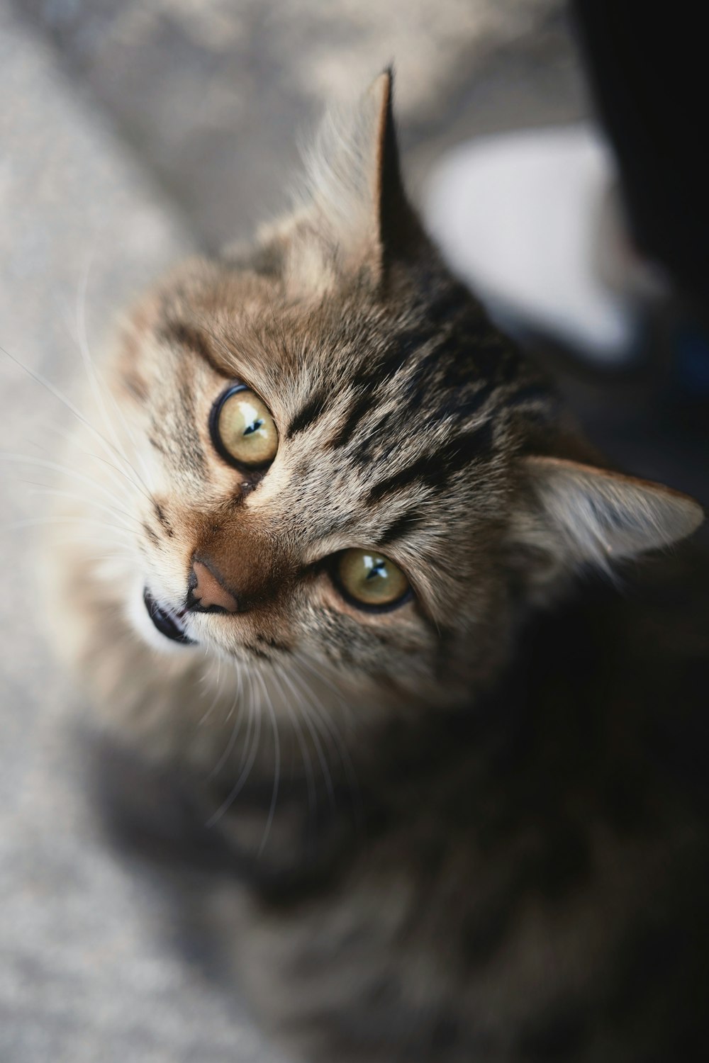 a close up of a cat looking up at something