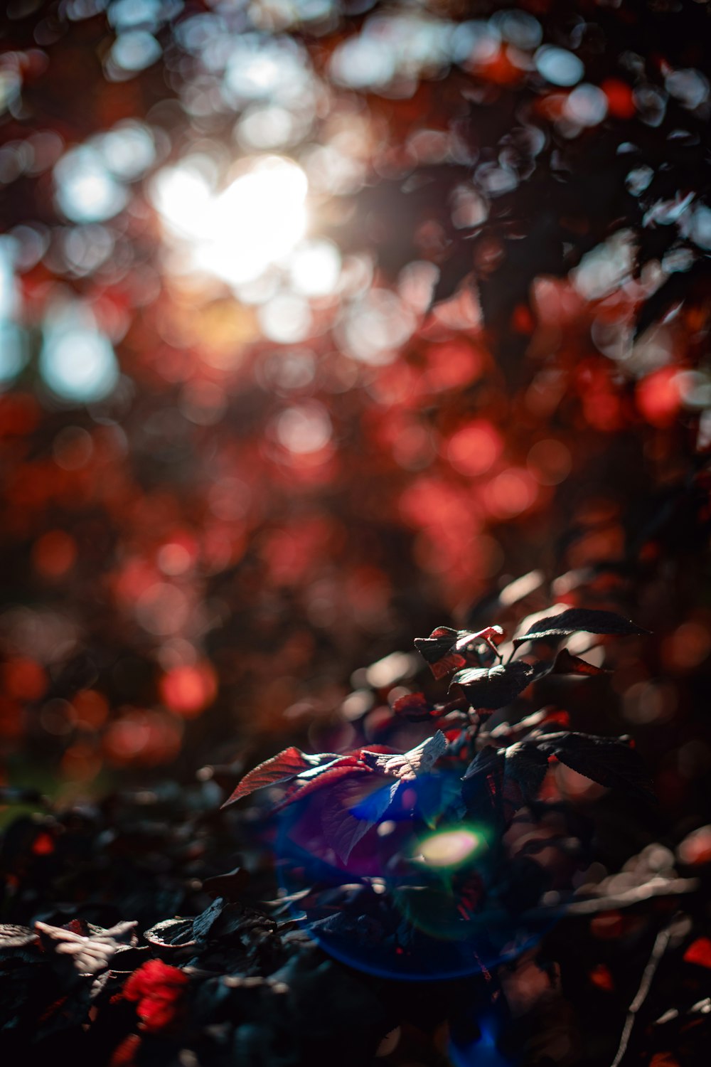 a blurry photo of a tree with red and blue leaves