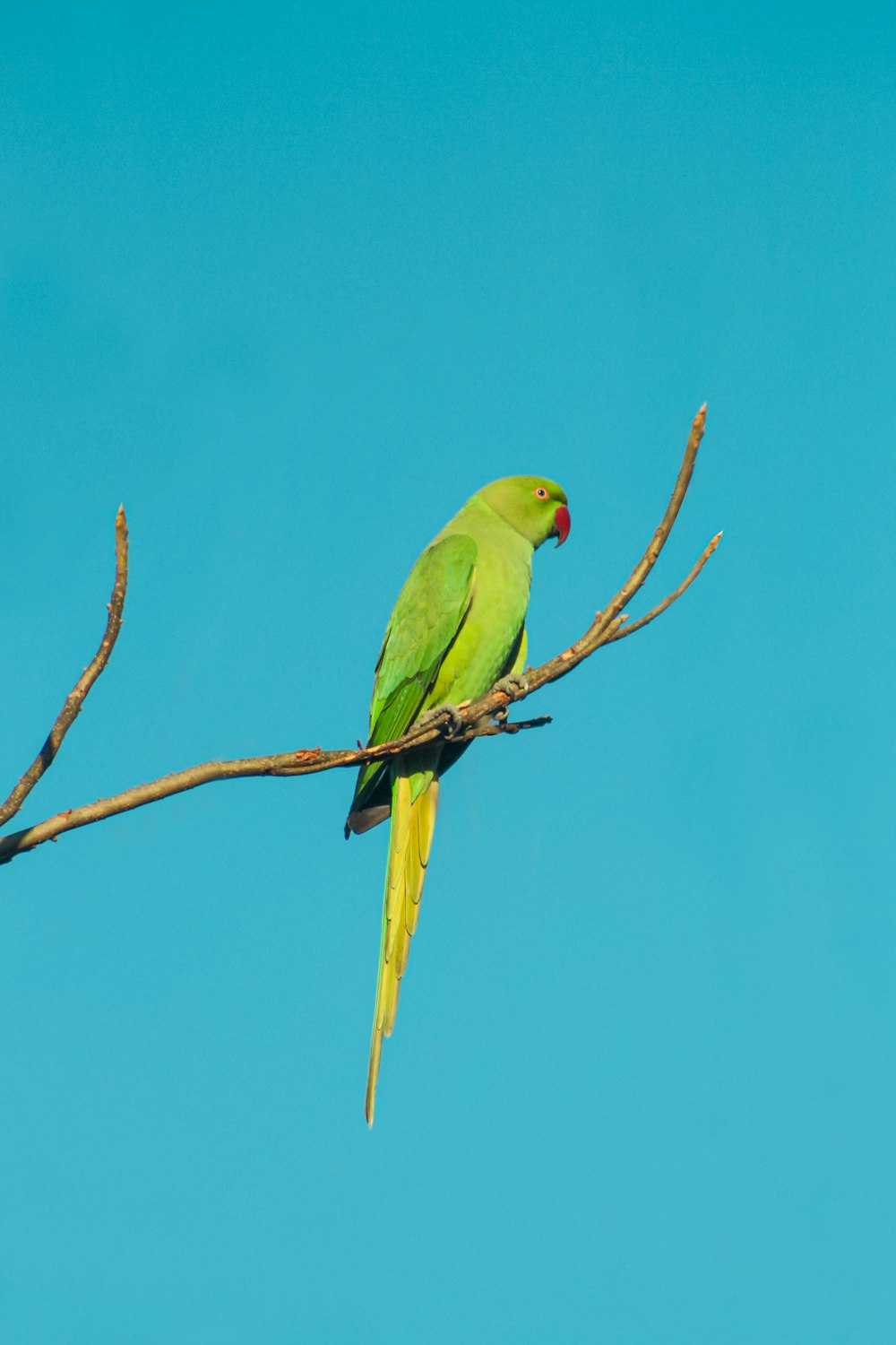 a green bird sitting on a branch of a tree