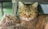 a cat laying on top of another cat in a car
