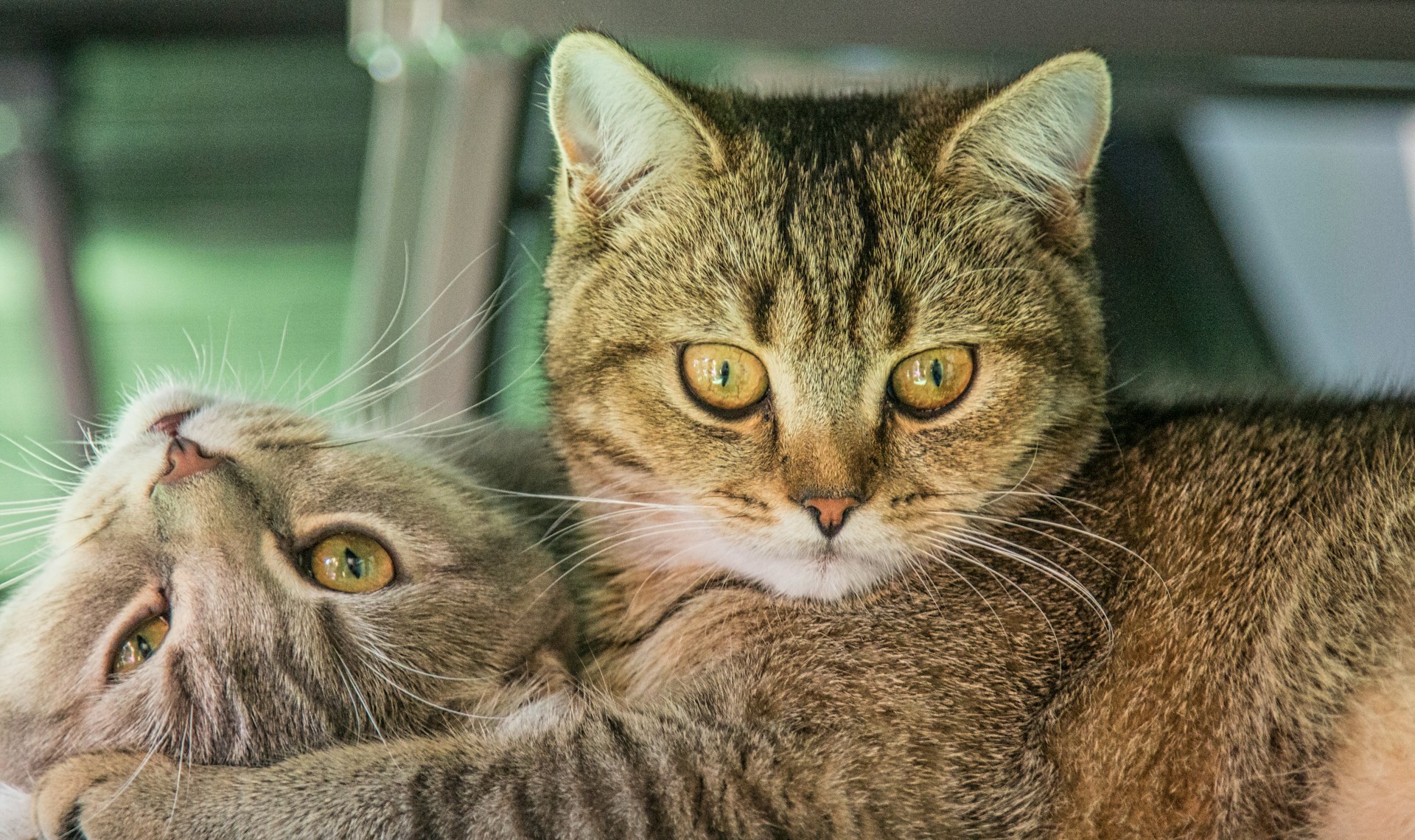 a cat laying on top of another cat in a car