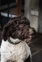 A curly-haired dog with a brown and white coat gazes attentively to the side, wearing a black collar. The background is blurred with a mix of neutral tones, and the scene is likely indoors or in a sheltered area.