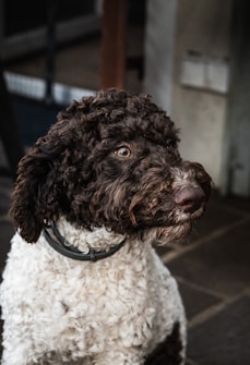 A curly-haired dog with a brown and white coat gazes attentively to the side, wearing a black collar. The background is blurred with a mix of neutral tones, and the scene is likely indoors or in a sheltered area.
